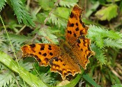 Comma
