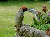 DS Green Woodpecker feeding juvenile