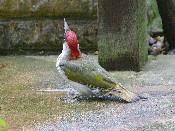 Green Woodpecker Adult Female