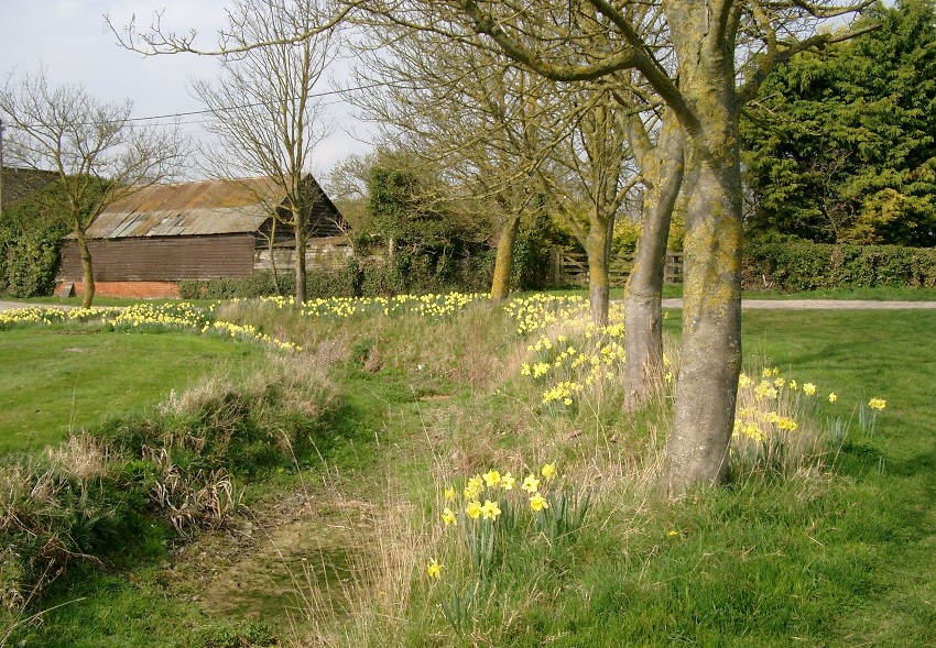 Daffodils at Manor Farm