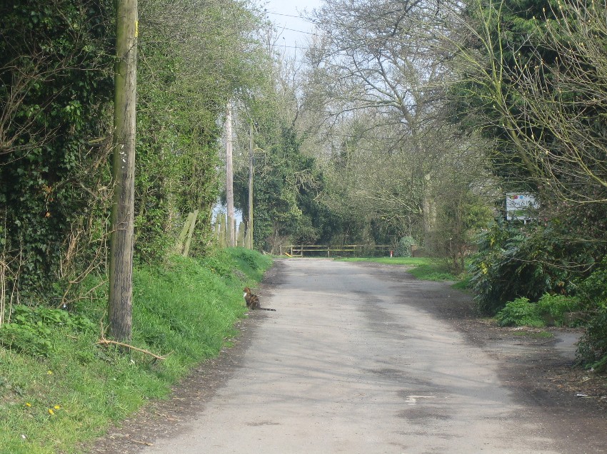 Foxglove Lane