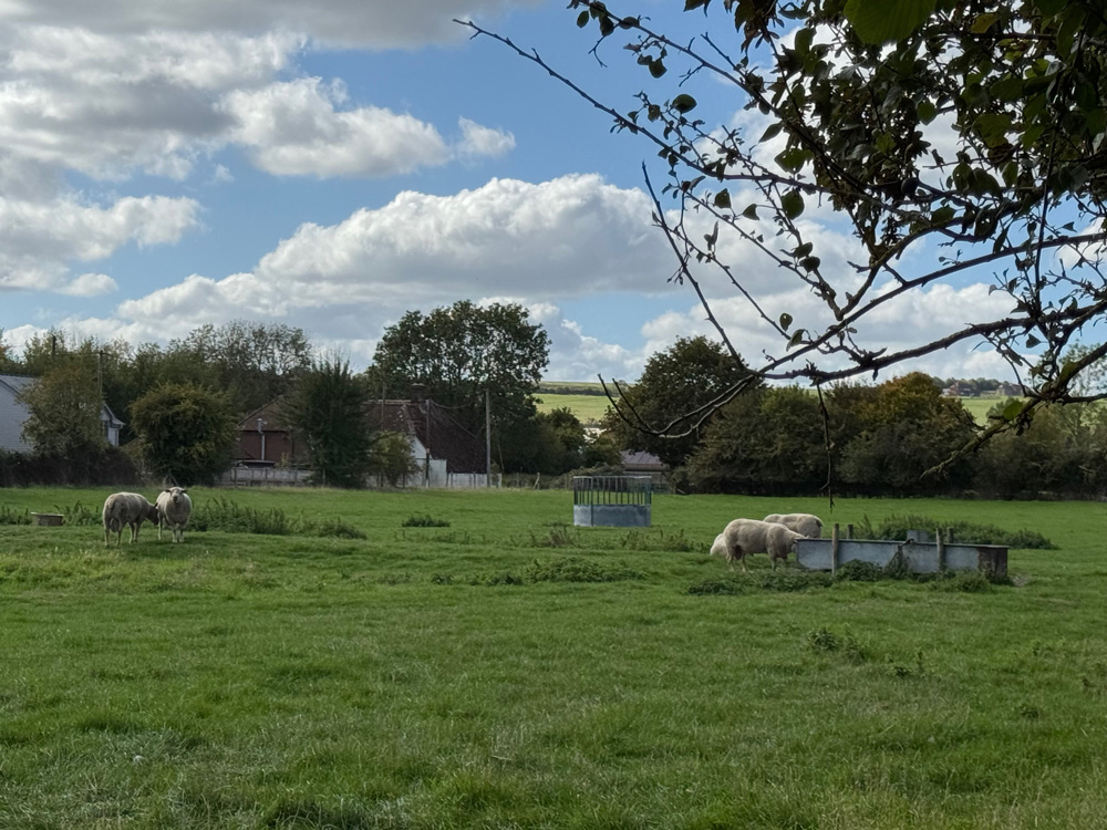Local-Sheep-Farming-1