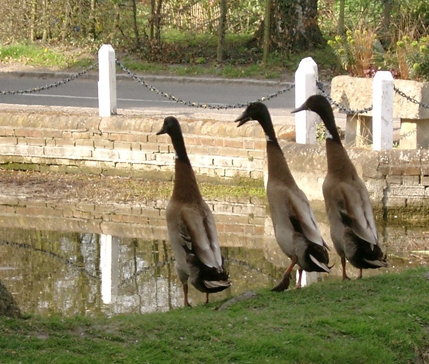 Three wise ducks