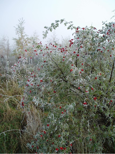 Frosted Rosehips