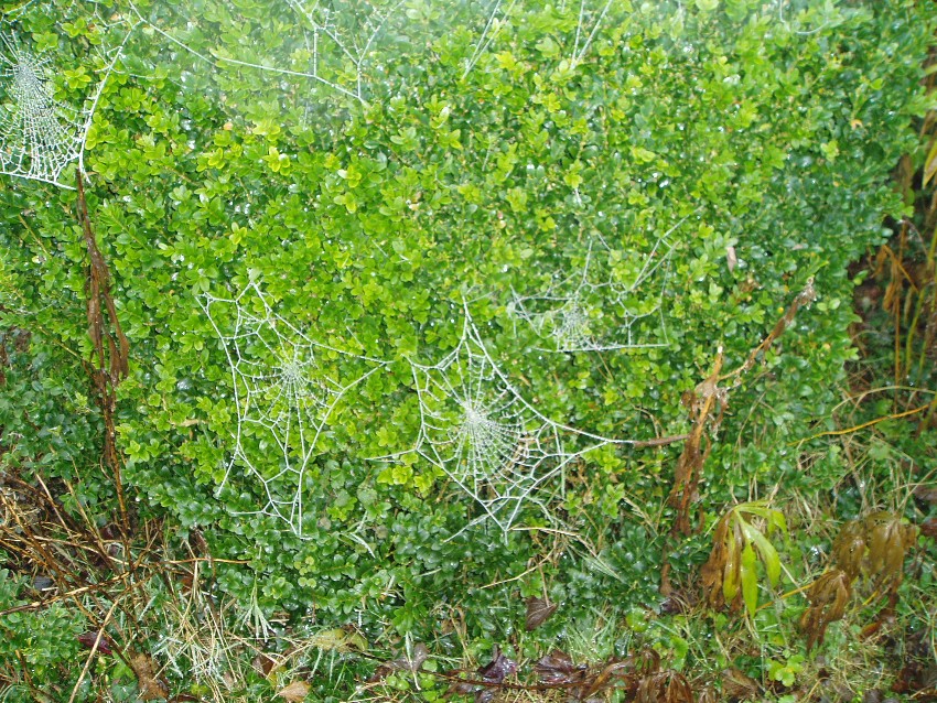 Frosted Spiderwebs