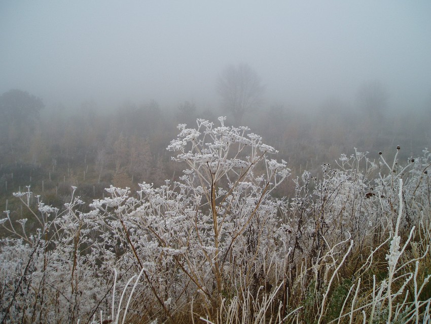 Frost and Fog