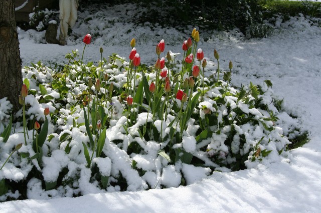 Snow-covered Flowers