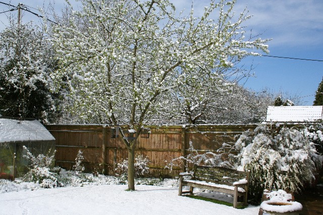 Snow-covered Garden