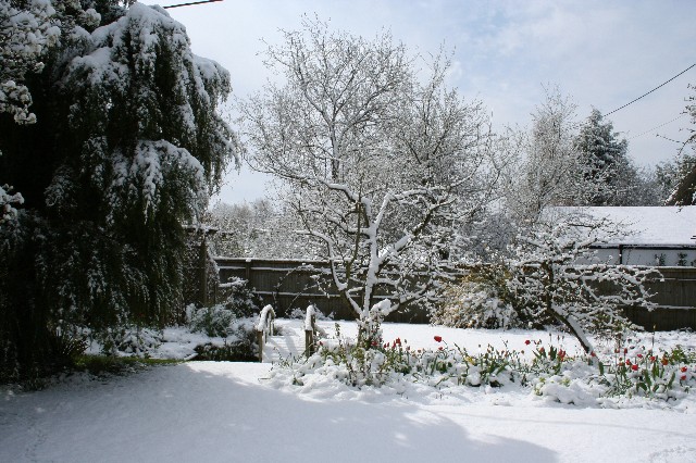 Snow-covered Garden